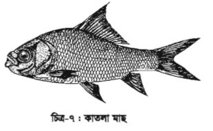 চাষযোগ্য মাছের জীবন বৃত্তান্ত