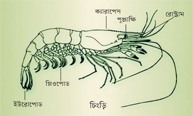 শ্রিম্প কালচার এন্ড ব্রিডিং ১ প্রথম পত্র ব্যবহারিক | ব্যবহারিক ১ম পত্র | শ্রিম্প কালচার এন্ড ব্রিডিং ১