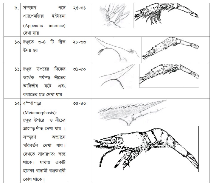 চিংড়ির খাদ্য গ্রহণ ও পরিপাক প্রক্রিয়া | অধ্যায়-১ | শ্রিম্প কালচার এন্ড ব্রিডিং-২