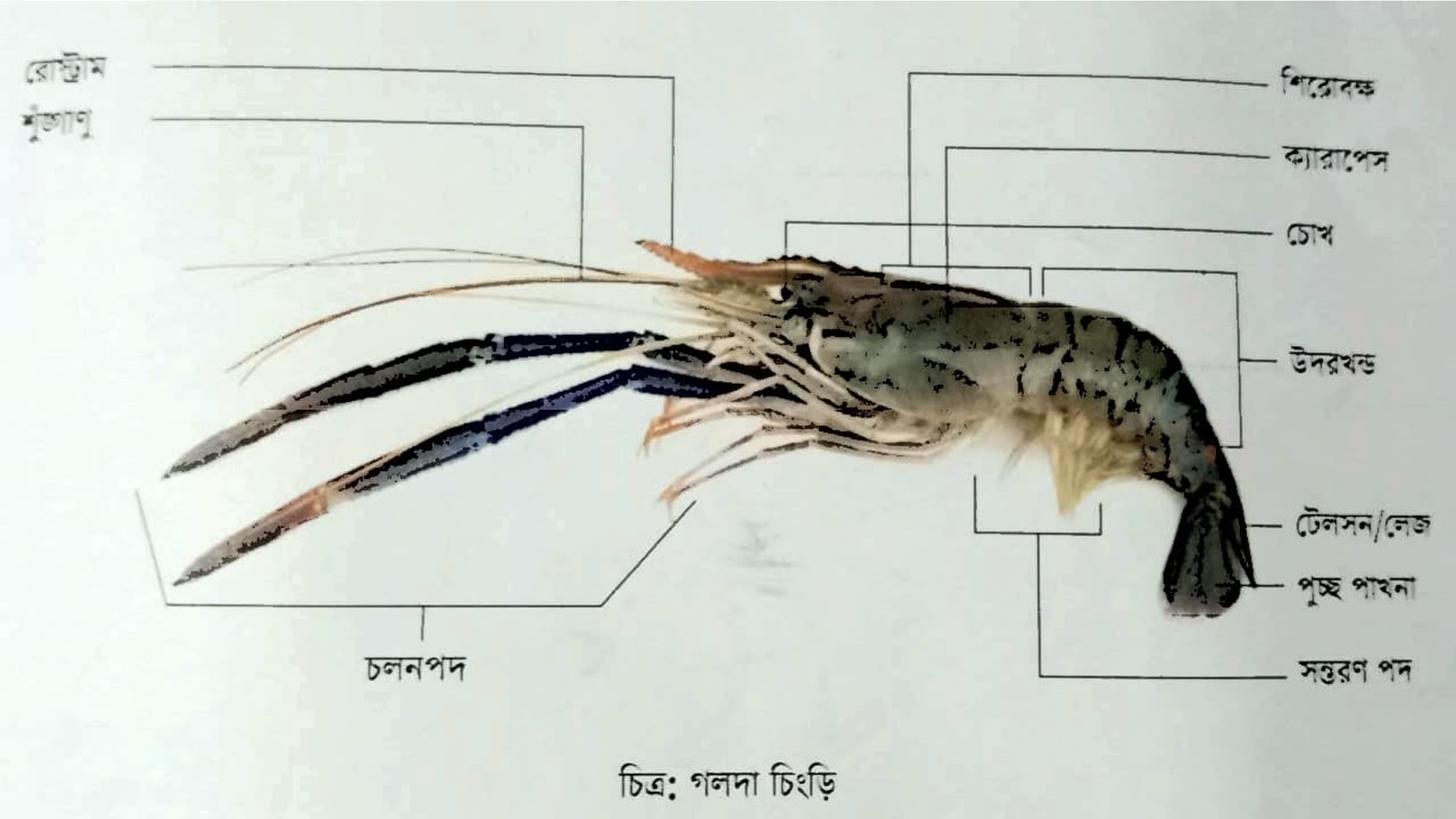 শ্রিম্প কালচার এন্ড ব্রিডিং ২ প্রথম পত্র ব্যবহারিক | ব্যবহারিক | শ্রিম্প কালচার এন্ড ব্রিডিং-২