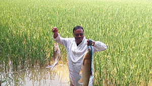 ধানক্ষেতে মাছ ও চিংড়ি চাষ