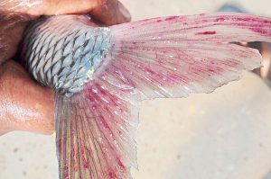 মাছের রোগ ব্যবস্থাপনা