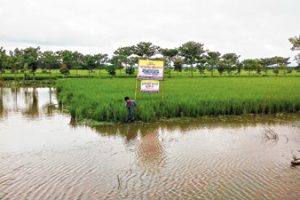 ধানক্ষেতে মাছ ও চিংড়ি চাষ