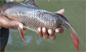 মাছের রোগ