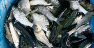 আত্মকর্মসংস্থানে রাজপুঁটি মাছের চাষ