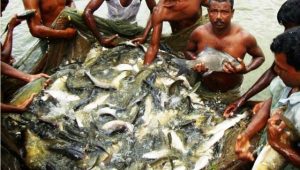 মৎস্য খাত : আমাদের কর্মই আমাদের ভবিষ্যৎ