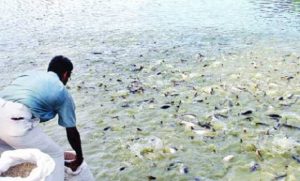 মাছ চাষে খাদ্য নিরাপত্তা ও গ্রামীণ উন্নয়ন