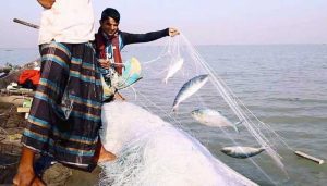 ইলিশের অব্যাহত উৎপাদনে অনুসরণীয় কার্যক্রম