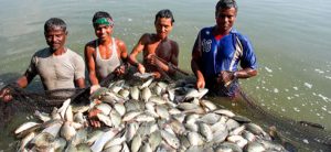 মৎস্য খাত : আমাদের কর্মই আমাদের ভবিষ্যৎ