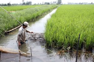 ধানক্ষেতে মাছ ও চিংড়ি চাষ