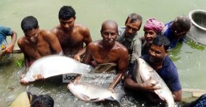 মৎস্য খাতে অর্জিত সাফল্য ও টেকসই উন্নয়ন