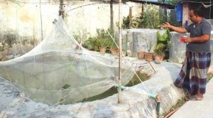 মাছ চাষের ঘরোয়া পদ্ধতি রাস