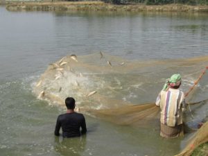 স্বল্প পুঁজিতে গ্রাসকার্প নির্ভর লাভজনক মাছচাষ