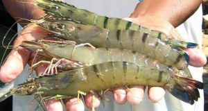 চিংড়ির রোগ