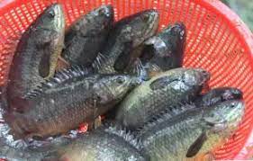 শিং-মাগুর ও কৈ মাছ
