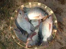 তেলাপিয়া মাছ