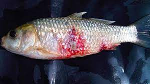 মাছের রোগ ব্যবস্থাপনা