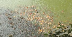 অ্যাকুরিয়ামে বাহারি মাছ