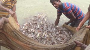শিং-মাগুর ও কৈ মাছ