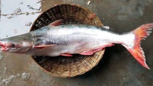 পাঙ্গাস মাছ
