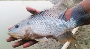 তেলাপিয়া মাছ