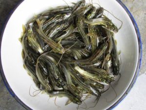 ট্যাংরা মাছের কৃত্রিম প্রজনন ও পোনা উৎপাদন
