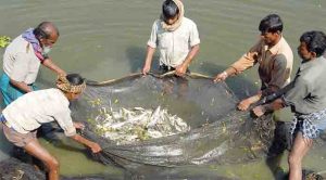 বিলুপ্ত প্রায় মাছ সংরক্ষণ ও উন্নয়ন