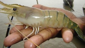 উপকূলে মাছ চাষ ও করণীয়