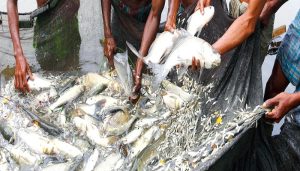 মৎস্য চাষ ব্যবস্থাপনায় যান্ত্রিকীকরণ