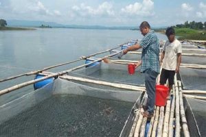 খাঁচায় মাছ চাষ