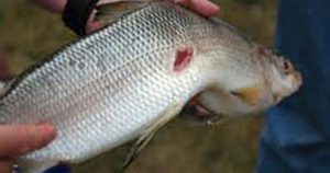 মাছের রোগ ব্যবস্থাপনা