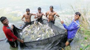 বিলুপ্ত প্রায় মাছ সংরক্ষণ ও উন্নয়ন