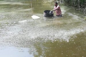 সহনশীল মৎস্য উৎপাদনে মাটি ও পানির স্বাস্থ্য ব্যবস্থাপনা