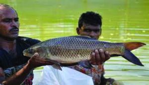 মাছ চাষ সমস্যা ও সমাধান