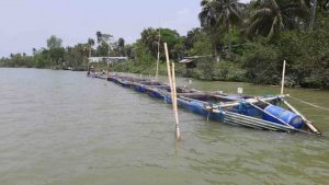 ভেটকি চাষে বাংলাদেশের সম্ভাবনা
