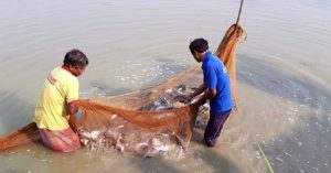 জ্যৈষ্ঠ-আষাঢ় মাসে মাছের পরির্চযা