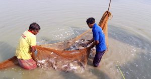মৎস্য হ্যাচারি ও নার্সারিতে রোগ সংক্রমণে করণীয়