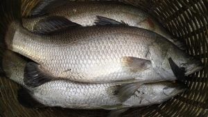 ভেটকি চাষে বাংলাদেশের সম্ভাবনা