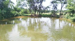 পরিত্যক্ত পুকুর-ডোবায় বিদেশি প্রজাতির মাছের চাষ