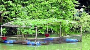 পরিত্যক্ত পুকুর-ডোবায় বিদেশি প্রজাতির মাছের চাষ