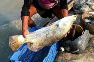 ভেটকি চাষে বাংলাদেশের সম্ভাবনা