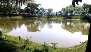 পরিত্যক্ত পুকুর-ডোবায় বিদেশি প্রজাতির মাছের চাষ