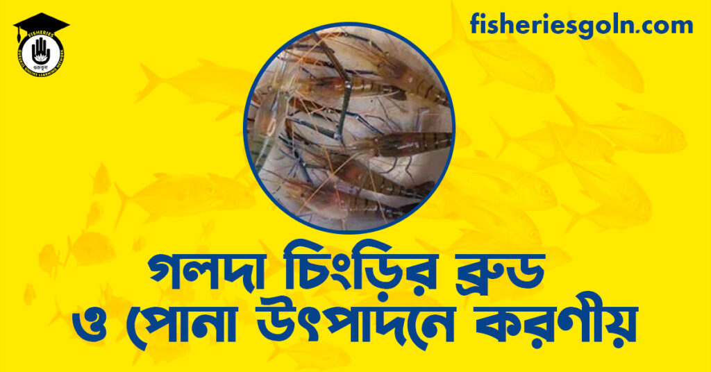 গলদা চিংড়ির ব্রুড ও পোনা উৎপাদনে করণীয়