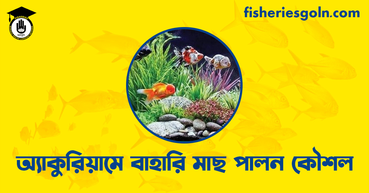 অ্যাকুরিয়ামে বাহারি মাছ পালন কৌশল