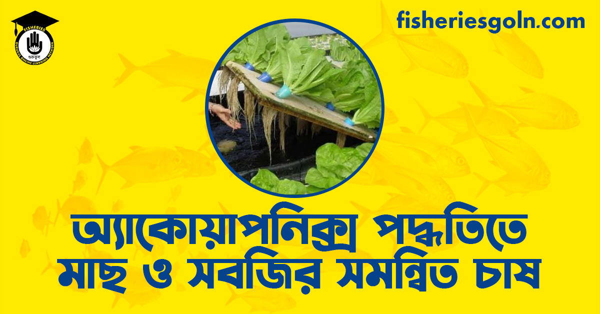 অ্যাকোয়াপনিক্স পদ্ধতিতে মাছ ও সবজির সমন্বিত চাষ