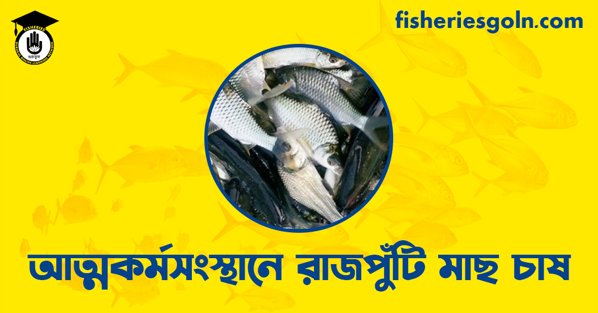 আত্মকর্মসংস্থানে রাজপুঁটি মাছ চাষ