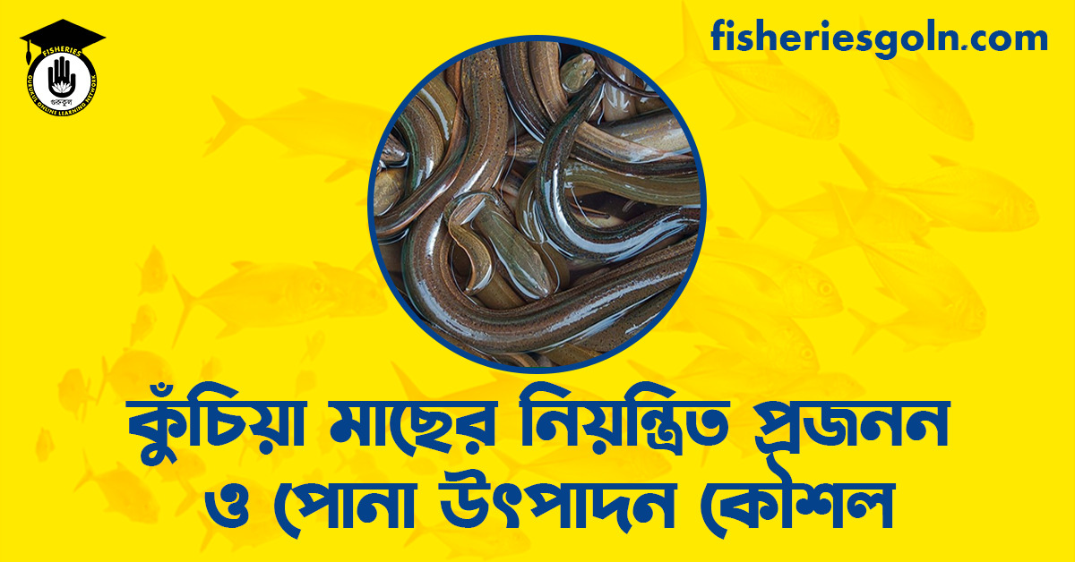 কুঁচিয়া মাছের নিয়ন্ত্রিত প্রজনন ও পোনা উৎপাদন কৌশল