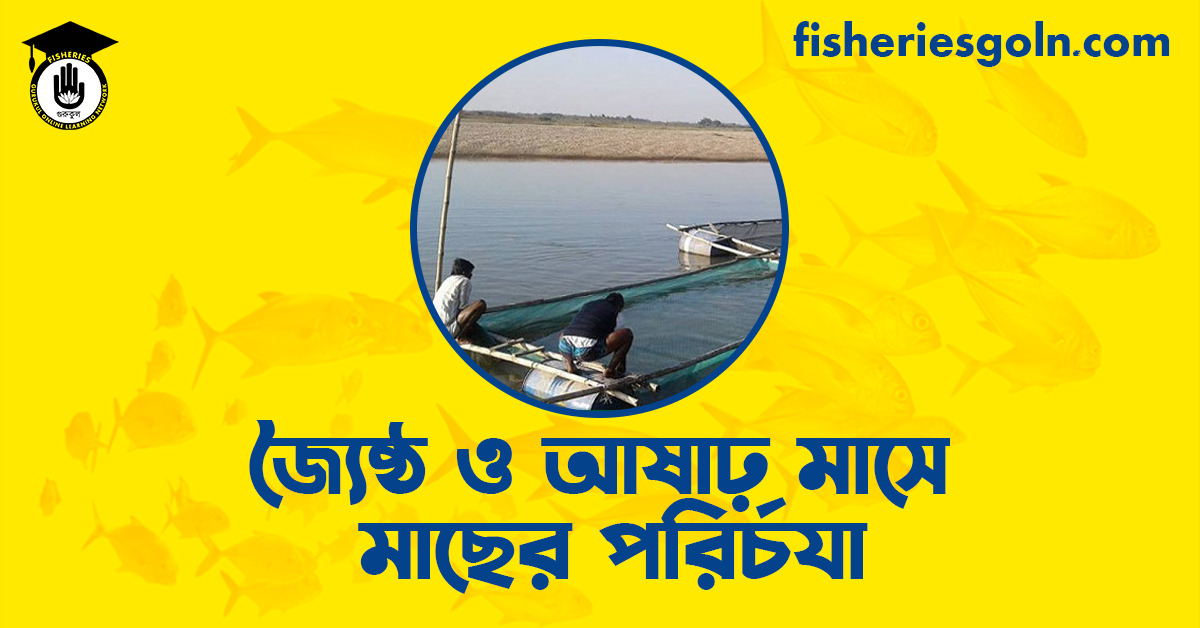 জ্যৈষ্ঠ ও আষাঢ় মাসে মাছের পরির্চযা