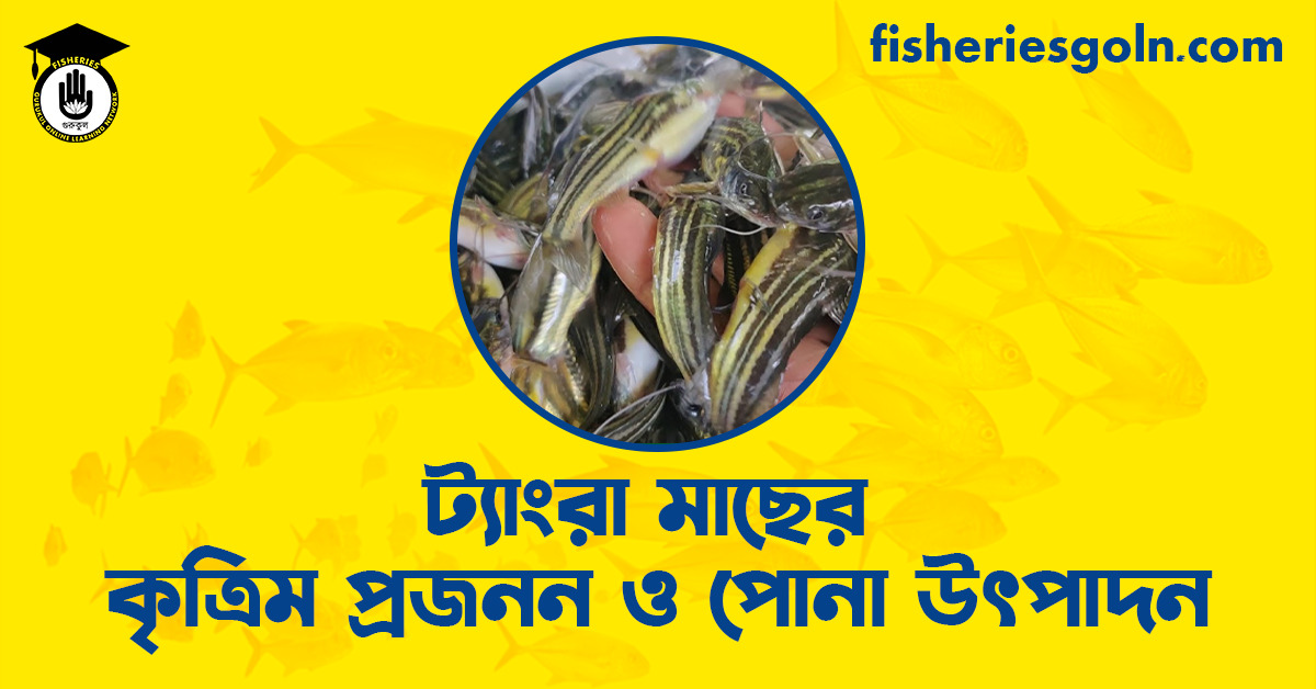 ট্যাংরা মাছের কৃত্রিম প্রজনন ও পোনা উৎপাদন
