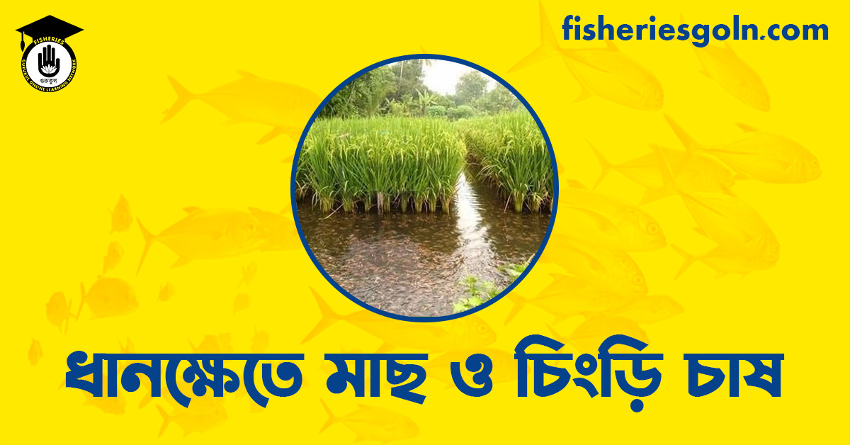 ধানক্ষেতে মাছ ও চিংড়ি চাষ